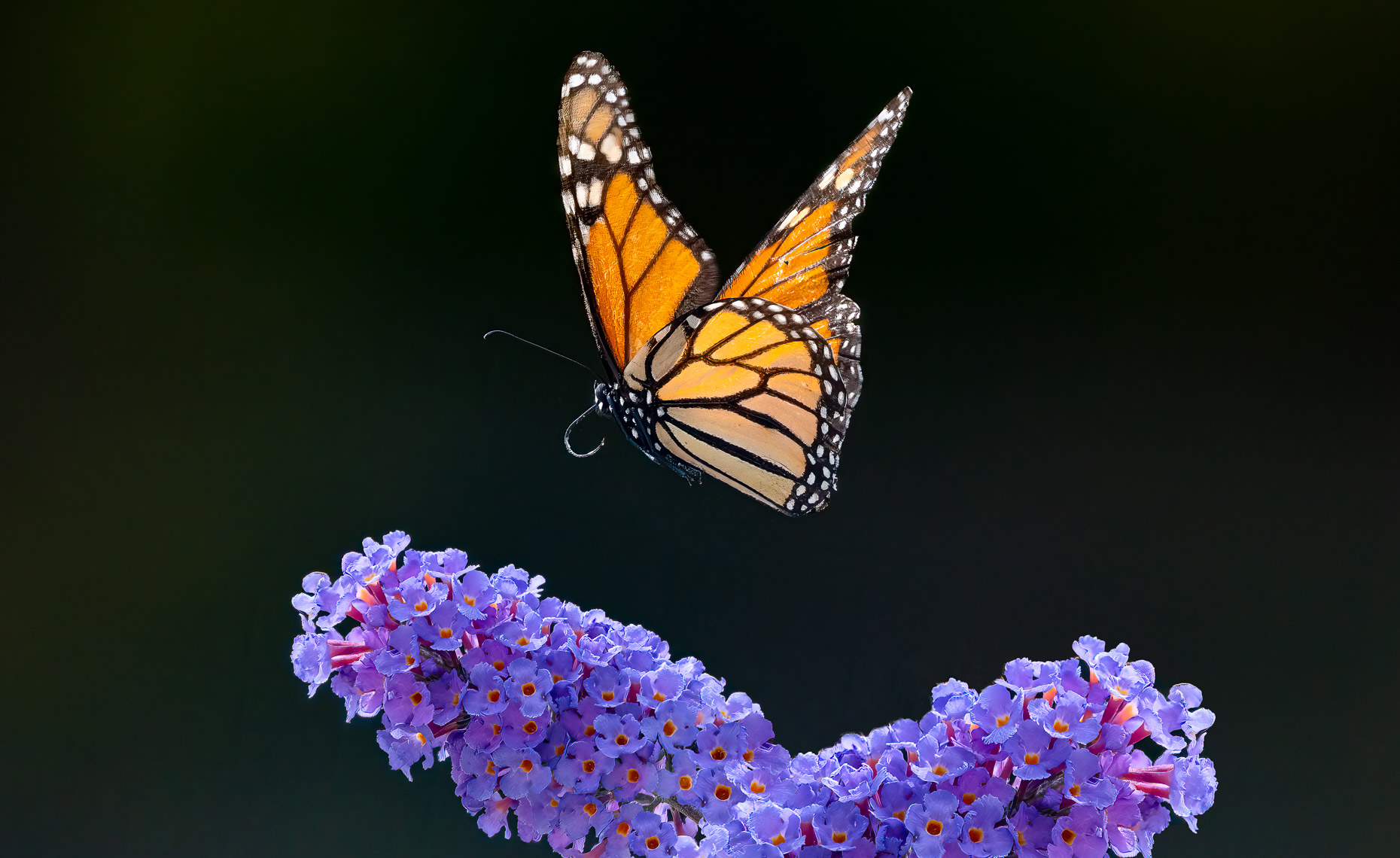 monarch